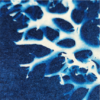 Lichen – Image 2
