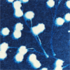 Pomponnière – Image 2