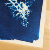 Lichen – Image 4
